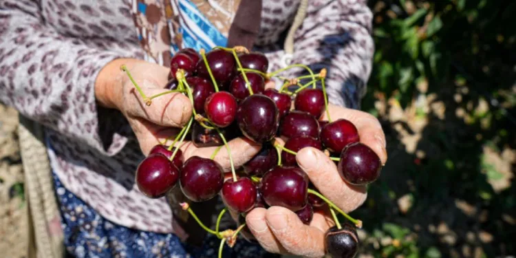 Ankara’da geçen yıl don vuran kiraz bahçelerinde bu yıl 80 tonluk rekolte bekleniyor