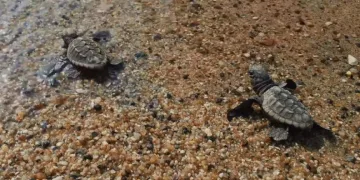 Deniz kaplumbağalarında yavru çıkışları sürüyor
