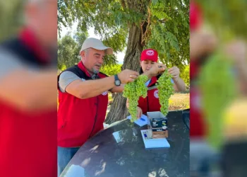 Sarıgöl’de bağlarda rekolte seferberliği