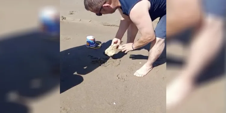 Plajda görülen yılan vatandaşlara panik yaşattı