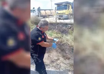 İtfaiye ekipleri yangından kurtardıkları kaplumbağayı suyla serinletti