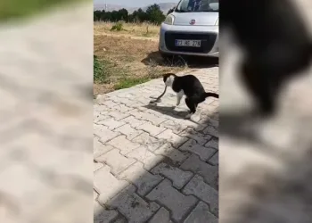 Elazığ’da kediyle yılanın kavgası kameraya yansıdı