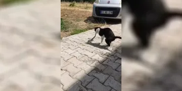 Elazığ’da kediyle yılanın kavgası kameraya yansıdı