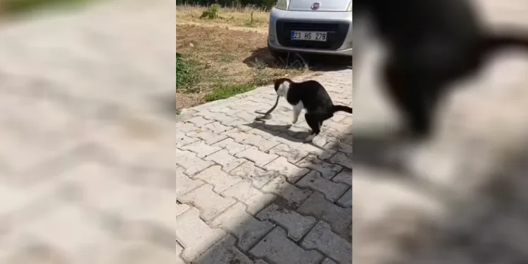 Elazığ’da kediyle yılanın kavgası kameraya yansıdı