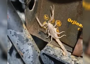 Motosikletin motorundan akrep çıktı