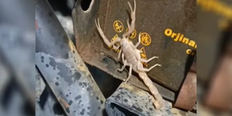 Motosikletin motorundan akrep çıktı