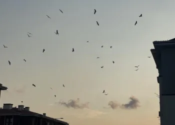 Göç yolunun değişmeyen misafirleri Osmaniye semalarında