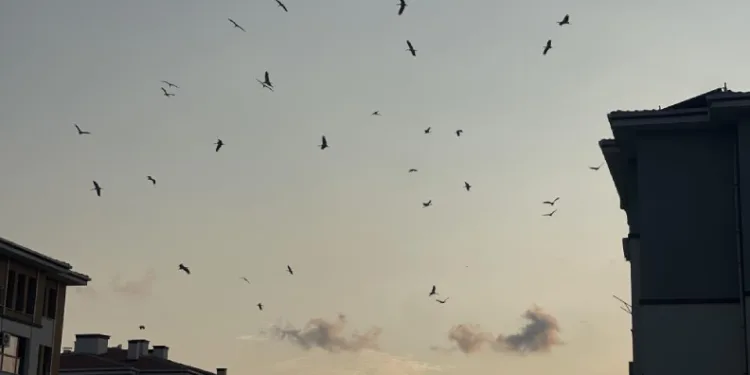 Göç yolunun değişmeyen misafirleri Osmaniye semalarında