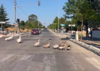 Caddeye çıkan kazlar trafiği durdurdu