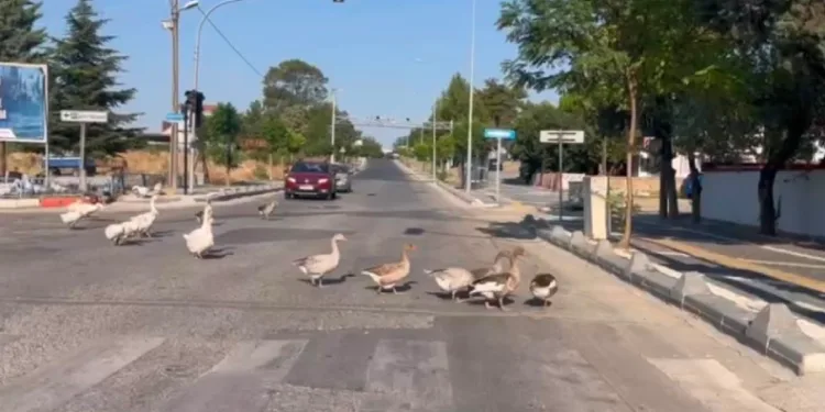 Caddeye çıkan kazlar trafiği durdurdu