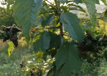 Kestane üretim merkezi Aydın’da gal arısı sorunu artarak devam ediyor