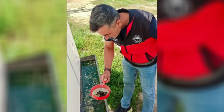 Haziran böceğiyle mücadele sürüyor