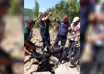 Su kuyusuna düşen keçi itfaiyenin operasyonuyla kurtarıldı