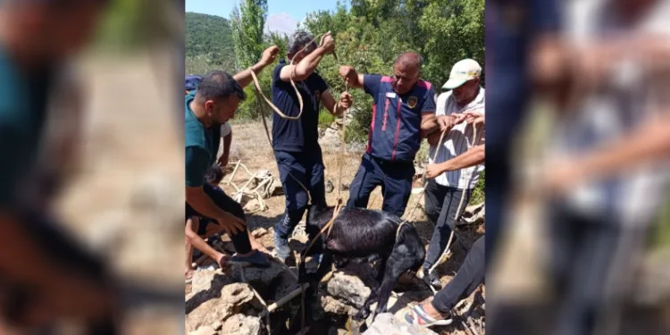 Su kuyusuna düşen keçi itfaiyenin operasyonuyla kurtarıldı