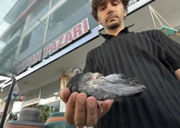 Yaralı kuşa esnaf şefkati