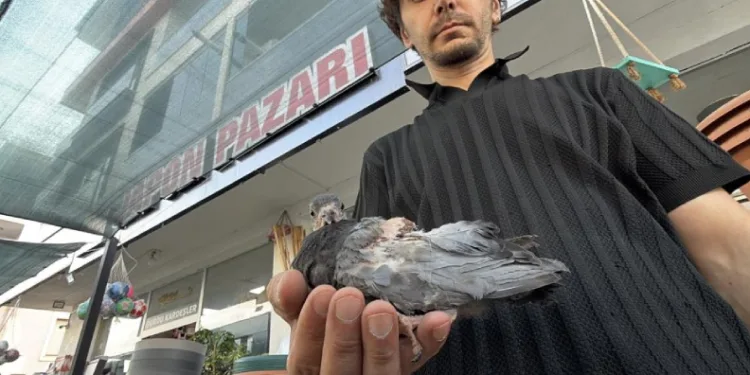 Yaralı kuşa esnaf şefkati