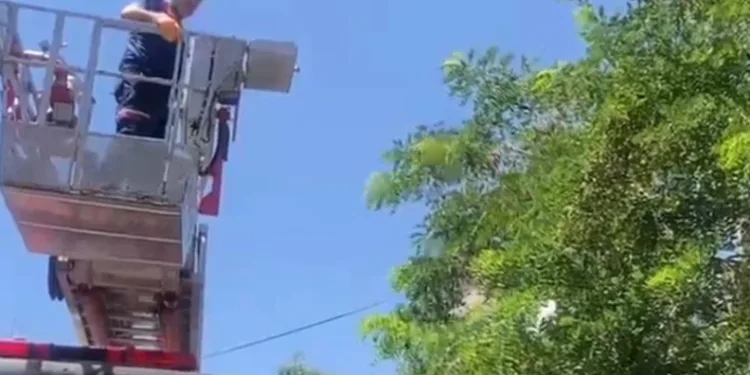 Ayağına dolanan ip kargayı mahsur bıraktı, itfaiye kurtardı
