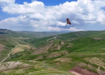 Kartal ile avladığı yılanın gökyüzünde süzüldüğü anlar dron kamerasında