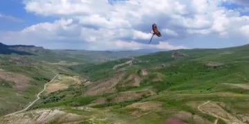 Kartal ile avladığı yılanın gökyüzünde süzüldüğü anlar dron kamerasında