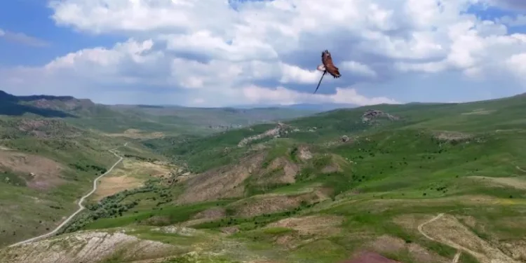 Kartal ile avladığı yılanın gökyüzünde süzüldüğü anlar dron kamerasında