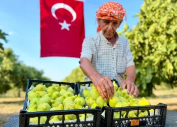 Bardacık incirinde hasat heyecanı başladı