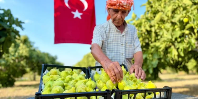 Bardacık incirinde hasat heyecanı başladı