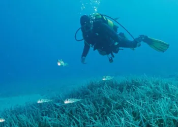 Türkiye’nin ilk Deniz Milli Parkı Fethiye-Kaş ve Kuzey Ege sınırlarında
