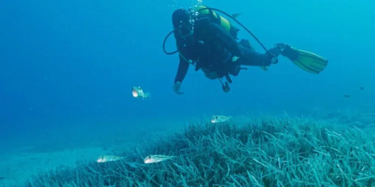 Türkiye’nin ilk Deniz Milli Parkı Fethiye-Kaş ve Kuzey Ege sınırlarında
