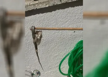 Enez’de sitede yılan paniği