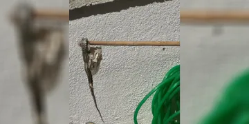 Enez’de sitede yılan paniği