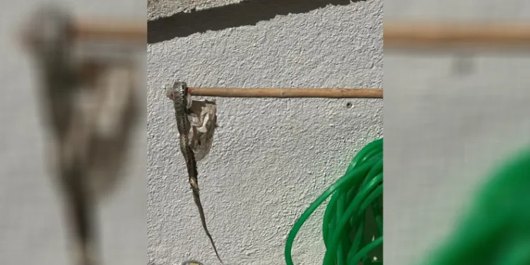 Enez’de sitede yılan paniği