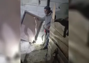 Iğdır’ın “Yılan Bükücüsü” gece gündüz demeden yılanları çıplak elle yakalıyor