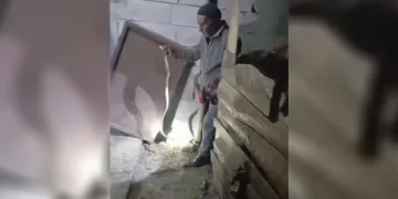 Iğdır’ın “Yılan Bükücüsü” gece gündüz demeden yılanları çıplak elle yakalıyor