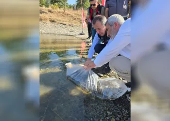 Bilecik’te gölet ve barajlara 512 bin sazan yavrusu salındı