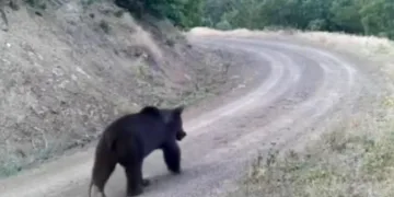 Ormanda yiyecek arayan ayı kamerada