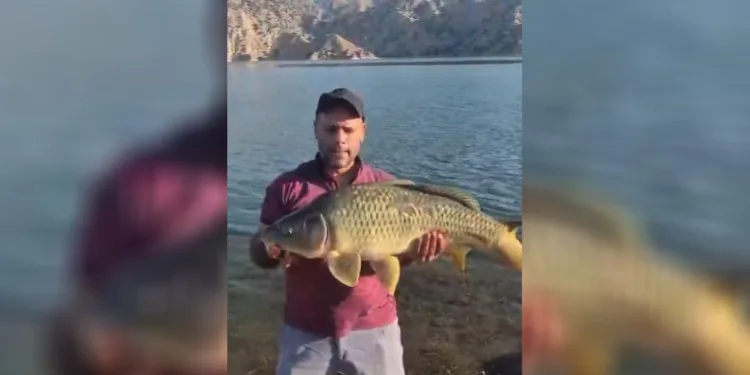 Keban Baraj Gölü’nde 10 kiloluk sazan yakalandı