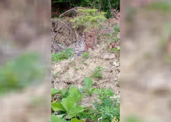 “Ormanın hayaleti” vaşak Sinop’ta ortaya çıktı