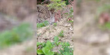 “Ormanın hayaleti” vaşak Sinop’ta ortaya çıktı
