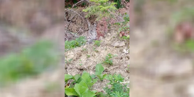 “Ormanın hayaleti” vaşak Sinop’ta ortaya çıktı