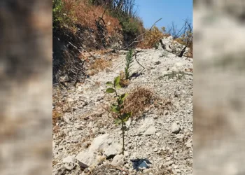 Aliağa ve Foça’daki yanan orman alanlarında ağaçlandırma çalışmaları sürüyor