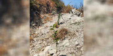 Aliağa ve Foça’daki yanan orman alanlarında ağaçlandırma çalışmaları sürüyor