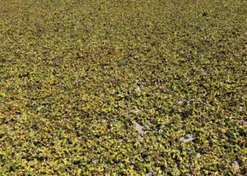 Batı Karadeniz’de fındık harmana indi