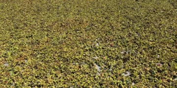 Batı Karadeniz’de fındık harmana indi