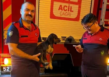 Depoya düşen köpek, itfaiye ekiplerince kurtarıldı