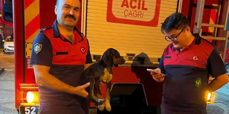 Depoya düşen köpek, itfaiye ekiplerince kurtarıldı