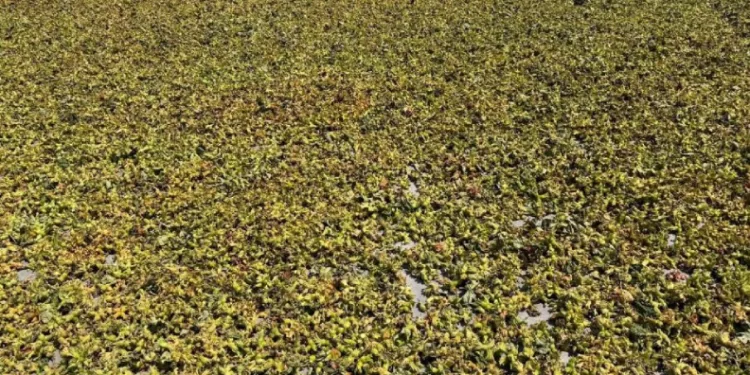Batı Karadeniz’de fındık harmana indi