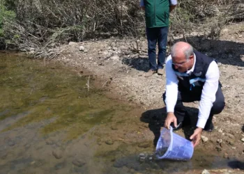 Atikhisar Barajı’na 348 bin sazan balığı yavrusu bırakıldı
