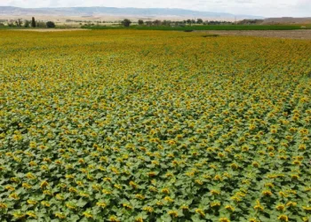 Dronla görüntülenen ayçiçeği tarlaları görsel şölen sundu
