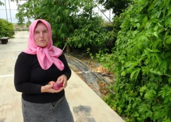 Evin çatısında tohumla başlayan yolculuk, tropikal meyve müzesine dönüştü
