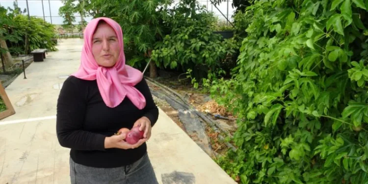 Evin çatısında tohumla başlayan yolculuk, tropikal meyve müzesine dönüştü